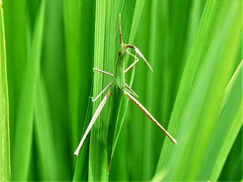 0807ショウリョウバッタ①