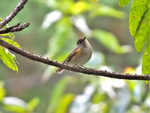 1112ルリビタキ♀②