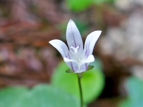 0507タニギキョウ③
