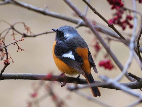 230214ジョウビタキ♂①
