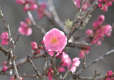 260305ﾊﾅｳﾒ①