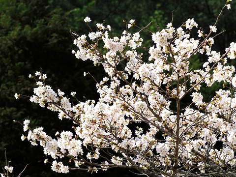 230328染井吉野②