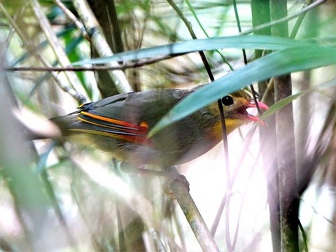 0822ソウシチョウ①
