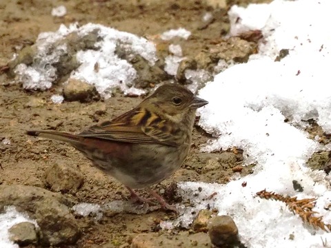 230127クロジ♀①