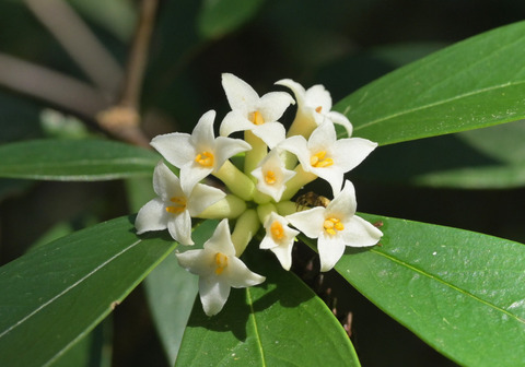 260319ｺｼｮｳﾉｷ③