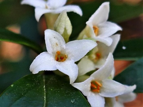 200218ｺｼｮｳﾉｷ②