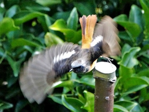 1104ジョウヒタキ♂⑤