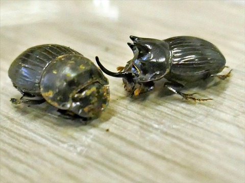 0828ゴホンダイコクコガネ♂⑤