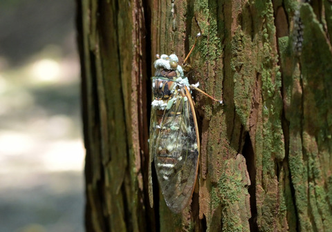 04ﾎﾞｰﾍﾞﾘｱ菌