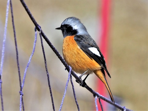 220203ｼﾞｮｳﾋﾞﾀｷ♂②