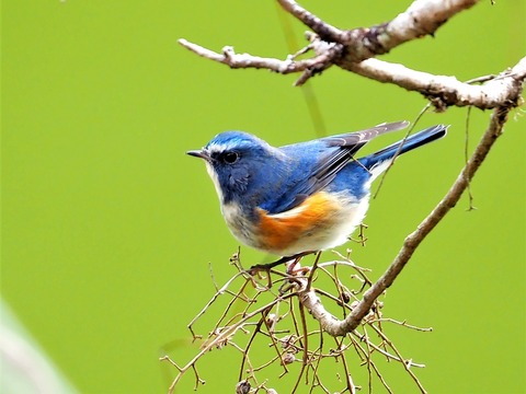 0130ﾙﾘﾋﾞﾀｷ♂①