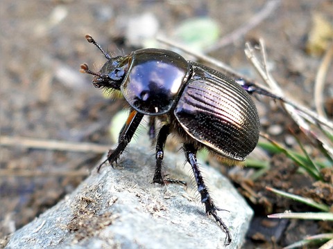 1125ｵｵｾﾝﾁｺｶﾞﾈ①