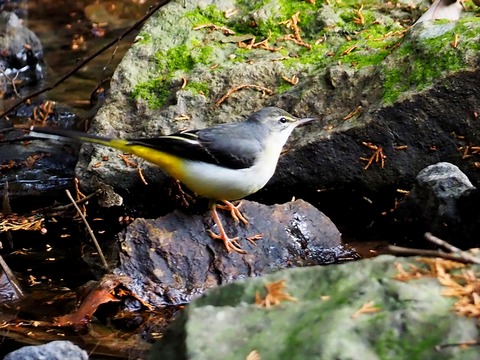 1226ｷｾｷﾚｲ①