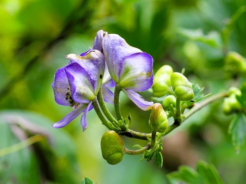 0915ﾀﾝﾅﾄﾘｶﾌﾞﾄ③
