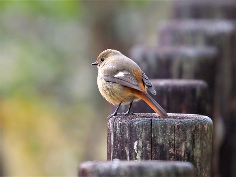 220203ｼﾞｮｳﾋﾞﾀｷ♀②