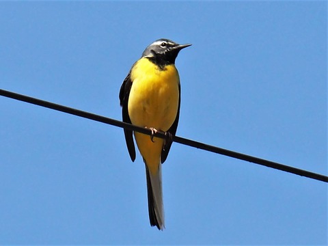 0405キセキレイ♂③