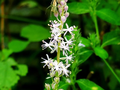 0912ｼﾛﾊﾞﾅﾂﾙﾎﾞ②