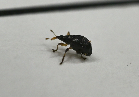 260620_ｱｶｸﾁﾎｿｸﾁｿﾞｳﾑｼ2