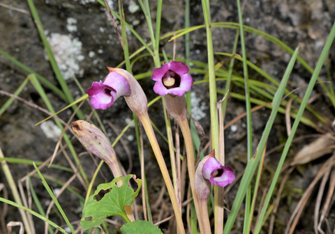 31ﾅﾝﾊﾞﾝｷﾞｾﾙ