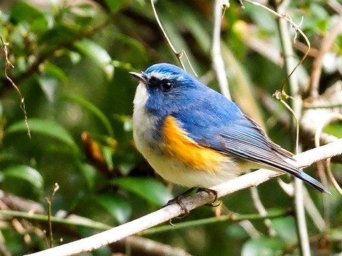 240209ﾙﾘﾋﾞﾀｷ♂⑤