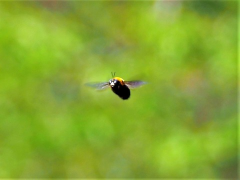 0419ｸﾏﾊﾞﾁ②