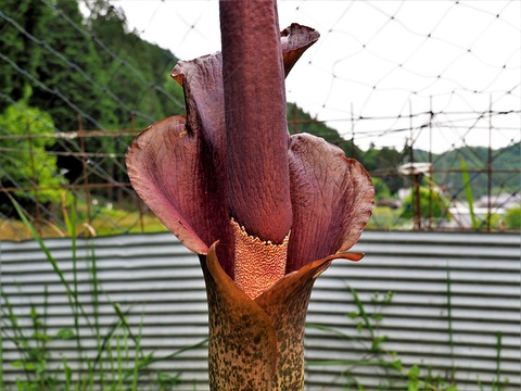 0515コンニャクイモの花③