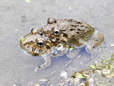 0622ﾇﾏｶﾞｴﾙ