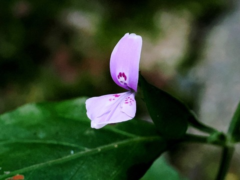 0730ﾊｸﾞﾛｿｳ①