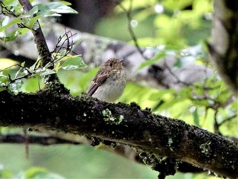 0615キビタキ幼鳥①