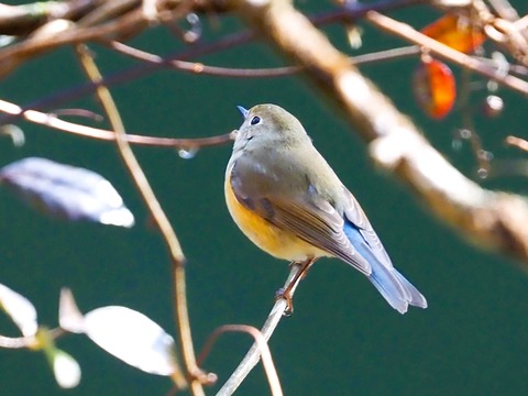 240206ﾙﾘﾋﾞﾀｷ♀③