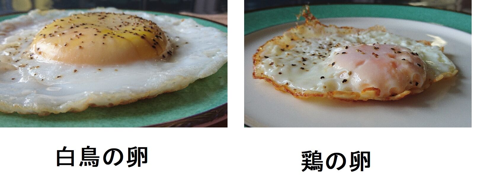 白鳥の卵を食す Yumeterasuのblog 白鳥の卵を食す Yumeterasuのblog