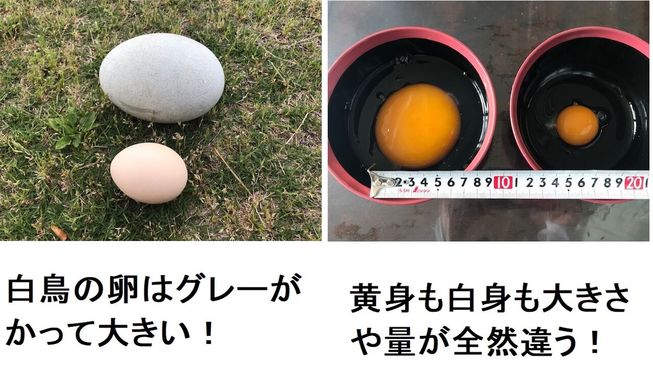 白鳥の卵を食す Yumeterasuのblog