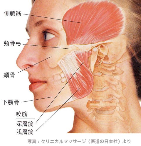 側頭筋と咬筋
