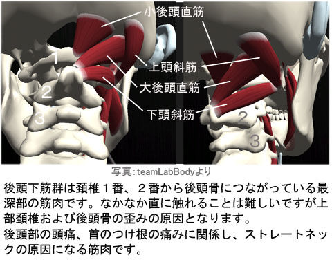 上部頚椎と後頭下筋群の関係