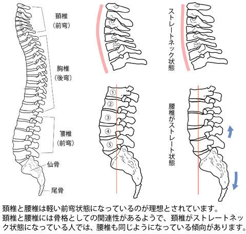 頚椎と腰椎の関係01