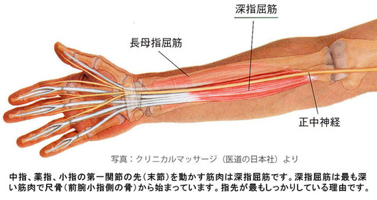 深指屈筋