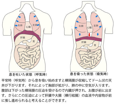 横隔膜の圧迫による肝臓と大腸