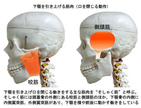 下顎を引き上げる筋肉