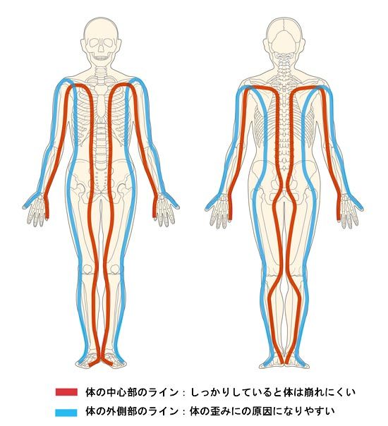 体の中心部と外側部のライン