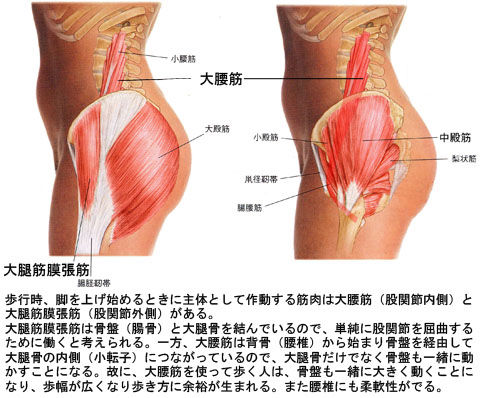 大腰筋と大腿筋膜張筋