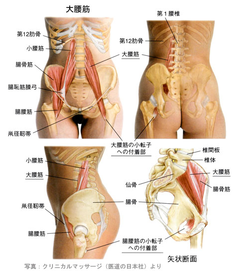 大腰筋01