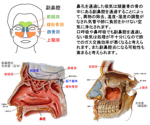 副鼻腔2
