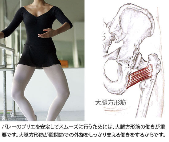 大腿方形筋の働き