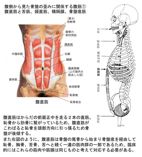 腹側から見た骨盤の歪み_1