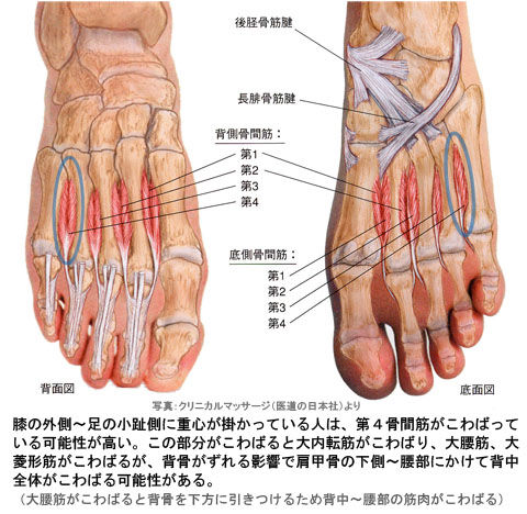 足の第4骨間筋と大内転筋