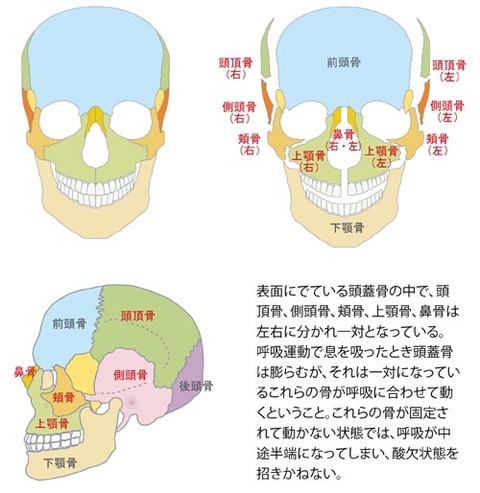 呼吸運動と頭蓋骨の動き