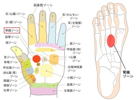 腎臓反射区