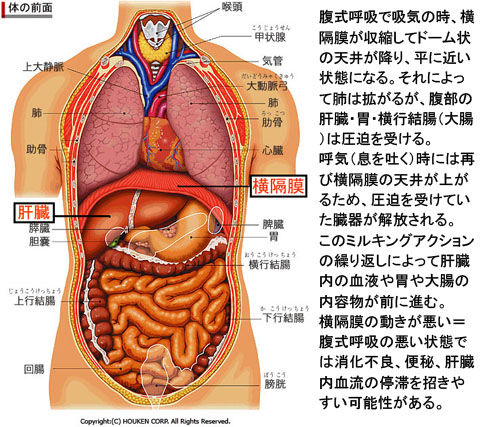 体の前面01