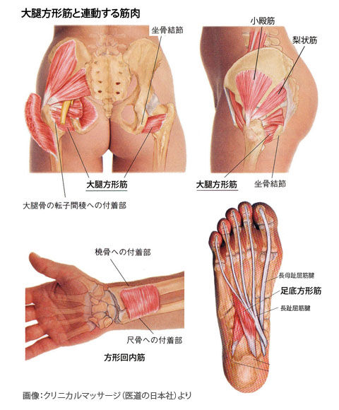 大腿方形筋と連動する筋