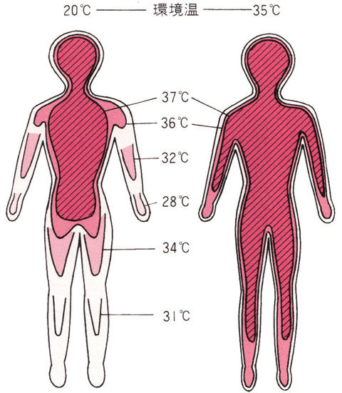 環境温度における体温の変化